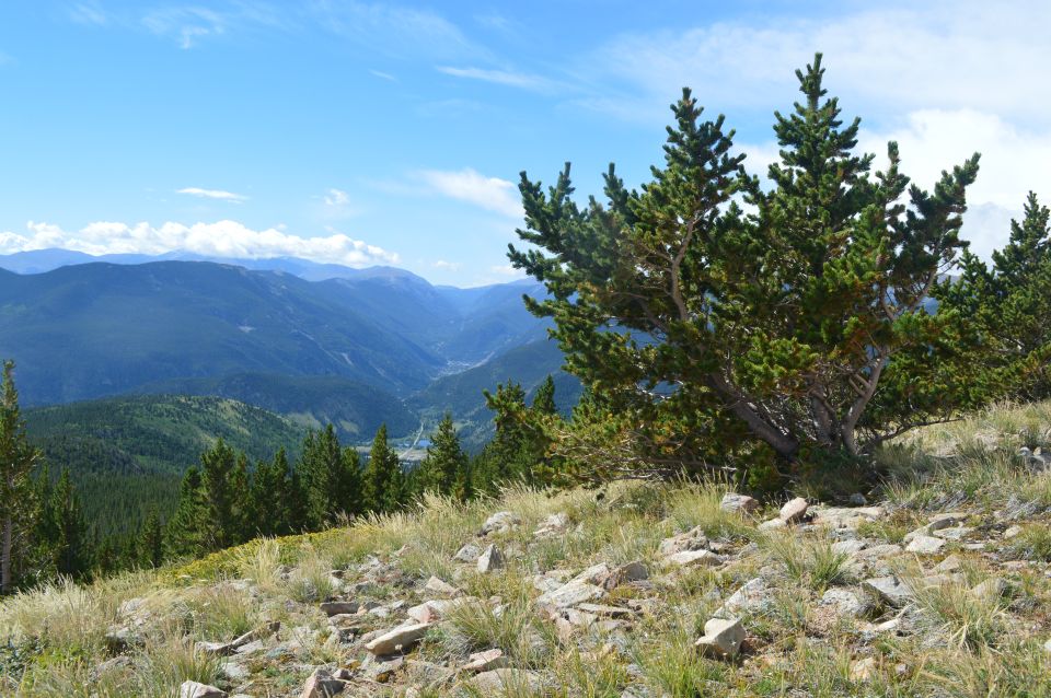 Mountain landscape with pine trees and rocky terrain under a blue sky with clouds