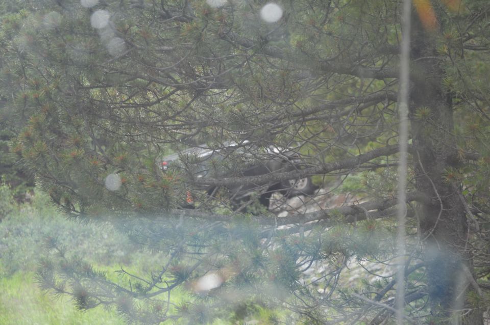Dark SUV with visible rear wheel and taillight, seen through pine branches