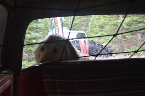 1983 Ford Bronco - Dog watches from inside a vehicle as a spare tire and another truck are visible outside.