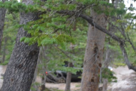 1983 Ford Bronco - A dark SUV is visible in a wooded area, partially hidden by trees and foliage.