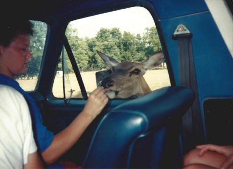 1982 Ford Bronco - A person feeds a deer through the open window of a blue vehicle.