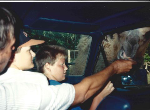 1982 Ford Bronco - People inside a vehicle interact with a llama, feeding it through the open window.