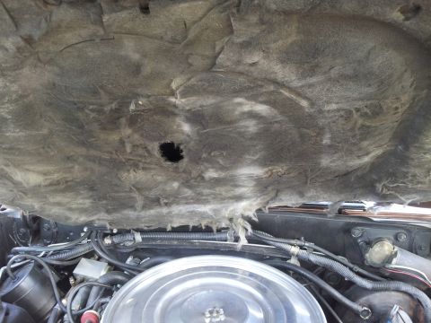 1980 Ford Mustang - The underside of a vehicle's hood insulation is visible, with some fraying and a hole, above engine components.