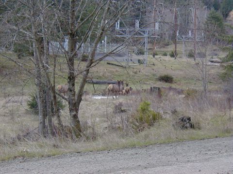 1978 Ford Bronco - Some elk were out for us to enjoy.