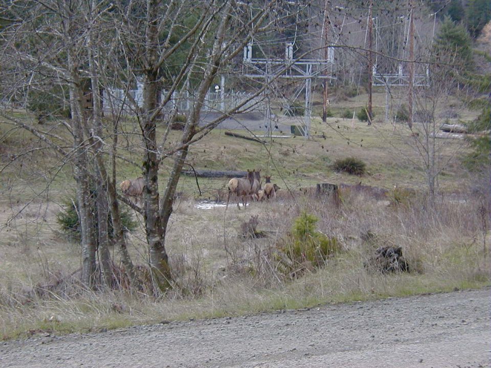 Some elk were out for us to enjoy.