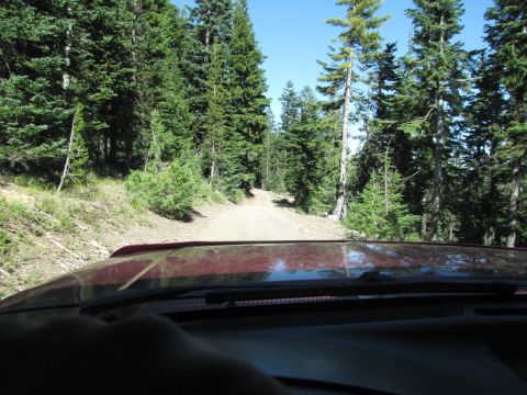 1992 Ford F-150 - Driving on a dirt road surrounded by trees on a sunny day.