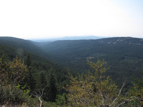 1992 Ford F-150 - A wide view of a valley filled with dense evergreen trees, stretching towards distant mountains.
