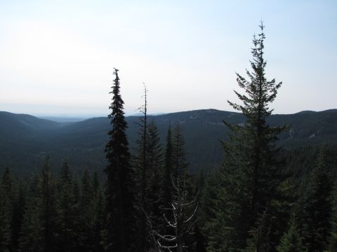 1992 Ford F-150 - A scenic view of a dense forest with rolling hills in the background, captured on a clear day.