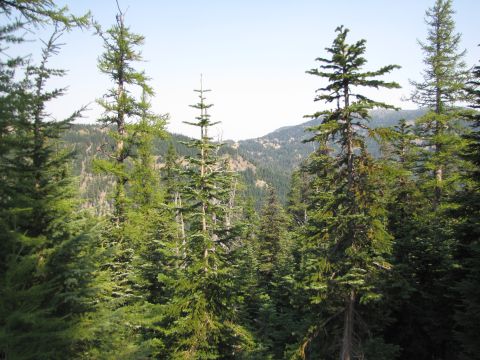 1992 Ford F-150 - A view of a dense forest with mountains in the distance under a clear sky.
