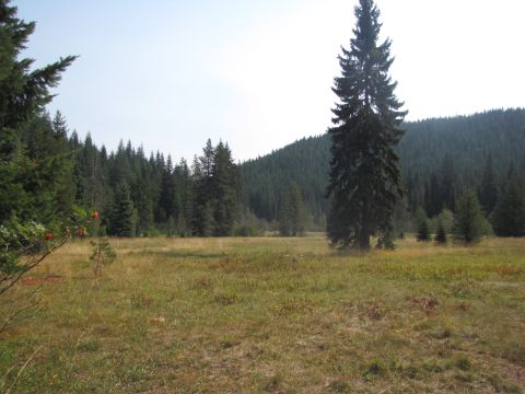 1992 Ford F-150 - Landscape photo of a meadow and forest, with a visible Supermotors.net watermark.