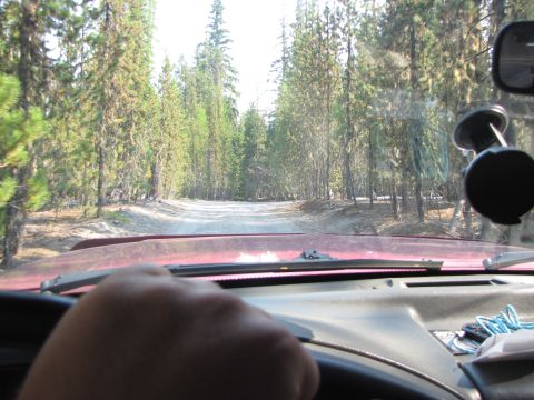 1992 Ford F-150 - Driving through a dense forest on a dirt road, seen from the driver's perspective.