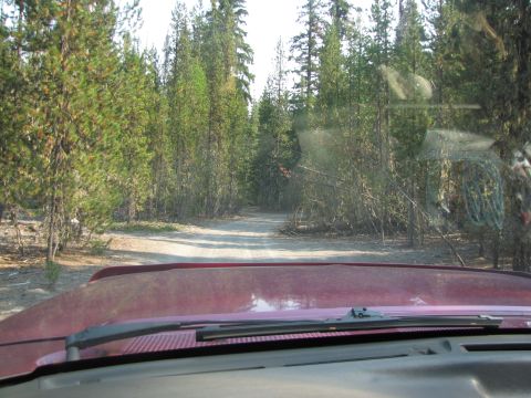 1992 Ford F-150 - Driving down a gravel road surrounded by tall pine trees in a forest.