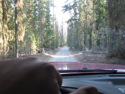 1992 Ford F-150 - Driving down a long, straight dirt road surrounded by tall trees.