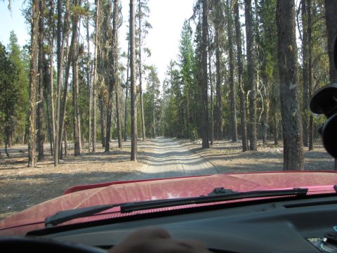 1992 Ford F-150 - Driving a red truck down a dirt road surrounded by tall trees in a forest.