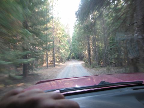 1992 Ford F-150 - Driving down a narrow dirt road through a dense pine forest.
