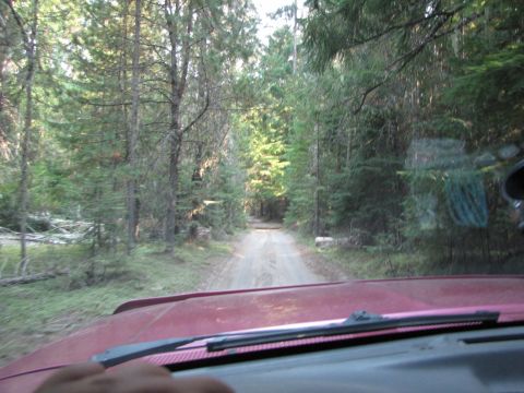 1992 Ford F-150 - The view from inside a vehicle driving on a dirt road through a dense forest.