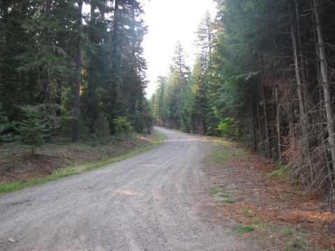 1992 Ford F-150 - A secluded gravel road disappears into a thick forest, bathed in the soft light of day.