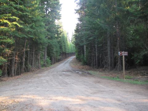 1992 Ford F-150 - A dirt road winds through a tall pine forest, leading towards a sign indicating Forest Creek Campground.