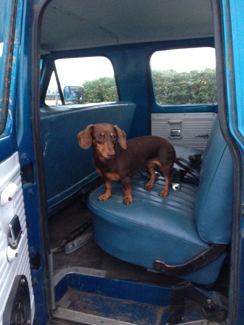 1971 Ford F-250 - A dachshund stands on the passenger seat of a blue truck.
