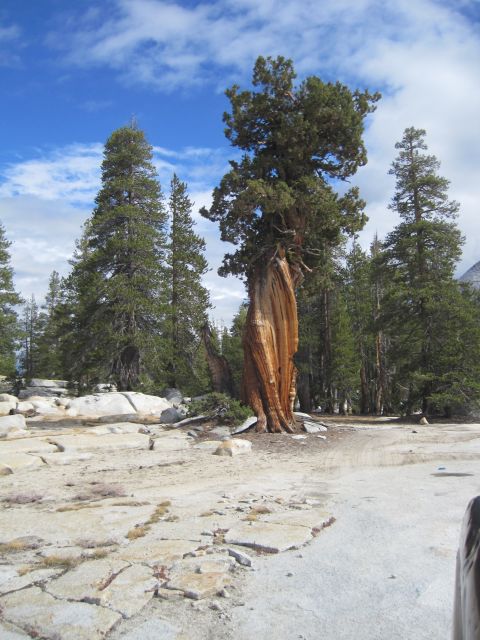 1989 Ford Bronco - A solitary, ancient tree with twisted bark dominates a rocky terrain, surrounded by pine trees and a vast sky.
