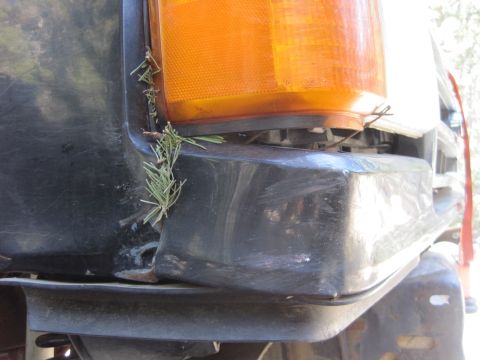 1989 Ford Bronco - Pine needles are stuck in the gap between the bumper and the turn signal light on a vehicle's front corner.