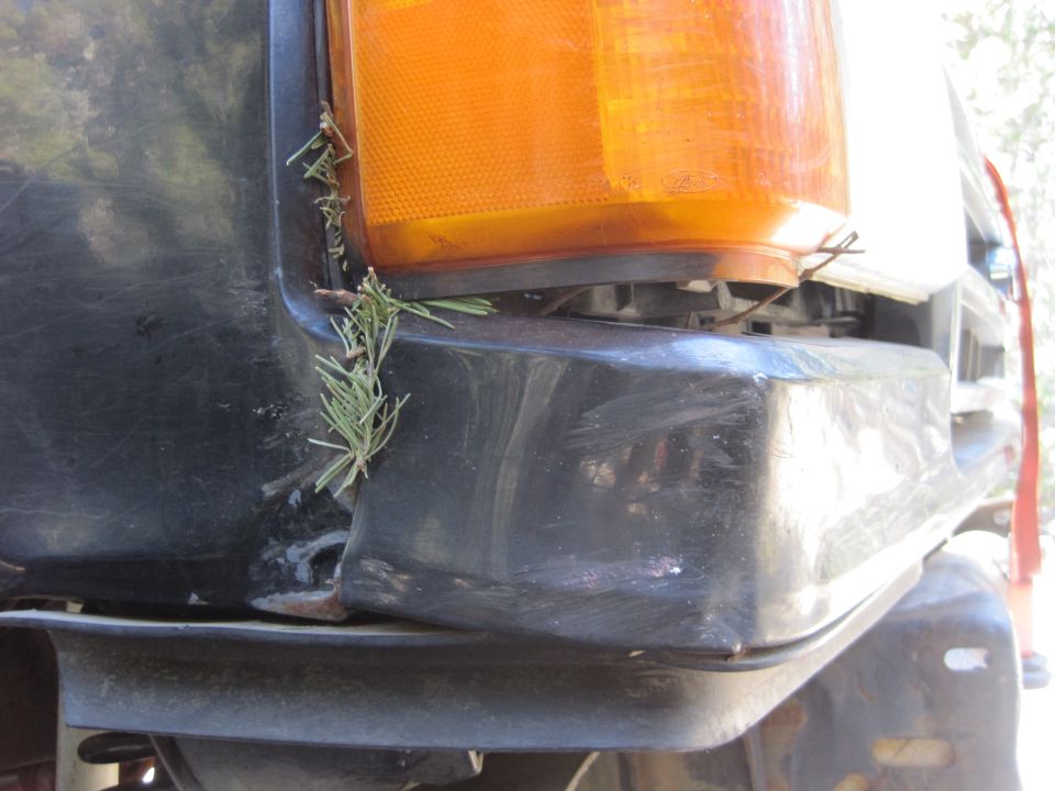 Front corner of a dark-colored vehicle showing a black bumper and an orange turn signal light with pine needles stuck in the gap