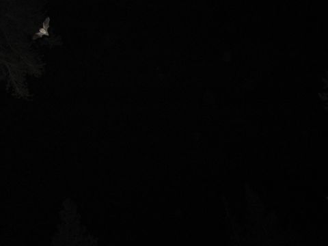 1989 Ford Bronco - A bat is captured in mid-flight against a nearly black background, with faint hints of trees visible.