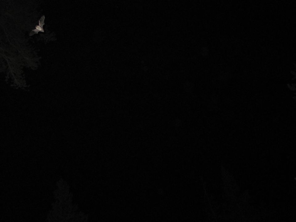 Bat in flight against a dark background
