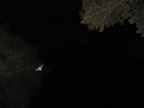 1989 Ford Bronco - A bat is captured mid-flight at night, with silhouetted trees in the background.