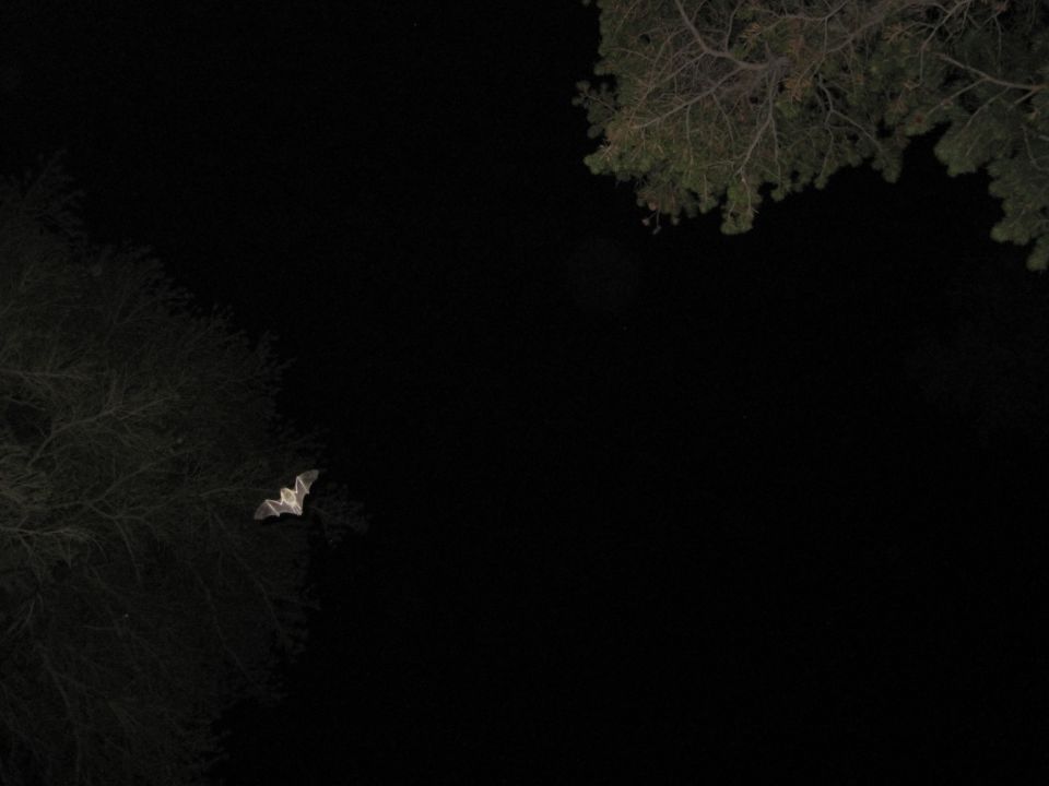Bat in flight against a dark sky with tree branches visible
