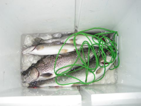 1989 Ford Bronco - A cooler filled with freshly caught fish on ice, ready for transport.