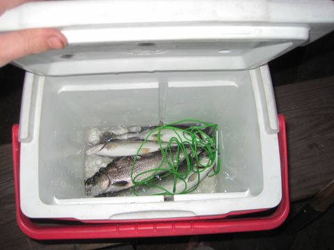 1989 Ford Bronco - A white cooler with a red base contains ice and several fish, some of which are tangled in green string.