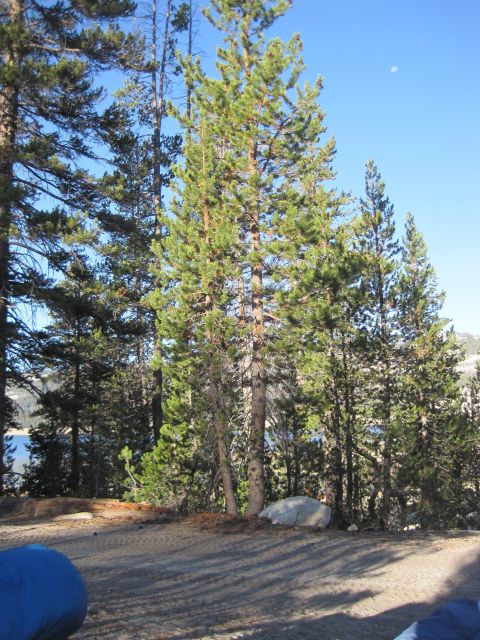 1989 Ford Bronco - A natural scene unfolds with tall pine trees framing a distant lake under a clear blue sky with a visible moon.