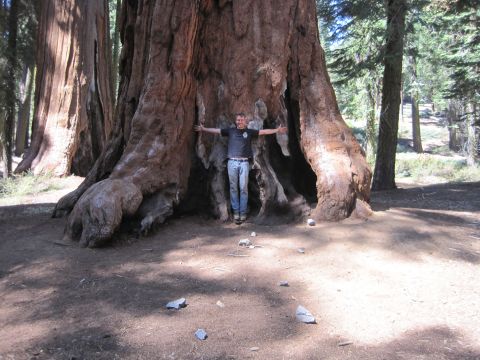 1989 Ford Bronco - A person stands with arms outstretched in the hollow of a giant sequoia tree, dwarfed by its immense size.