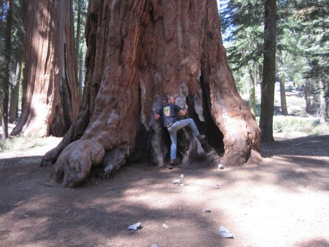 1989 Ford Bronco - A man scales the side of a massive sequoia tree, entering a large cavity in its base.