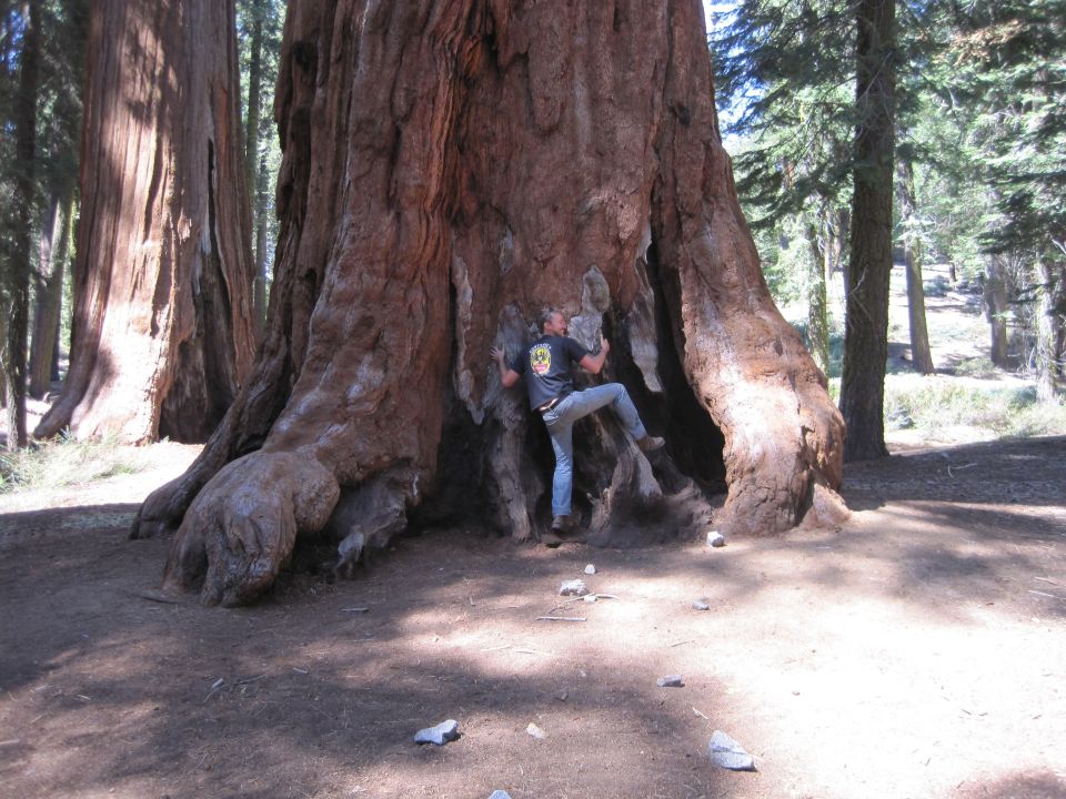 Man climbing into a hollowed-out giant sequoia tree trunk in a forest