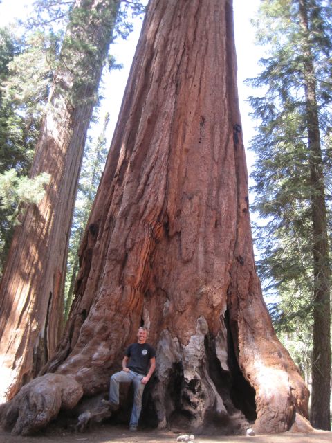 1989 Ford Bronco - A person stands dwarfed by the immense trunk of a giant sequoia tree in a forest setting.