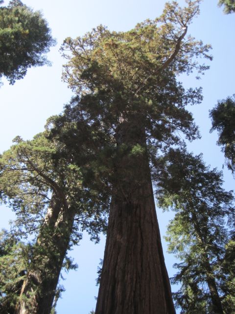 1989 Ford Bronco - Towering redwood trees reach towards the sky in a forest setting.