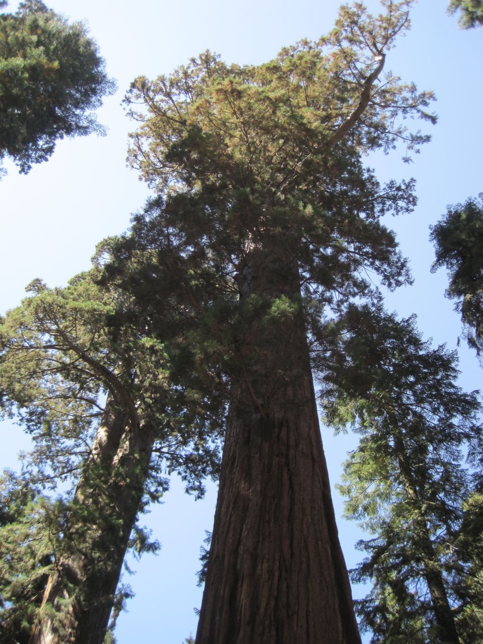 Looking up at massive redwood trees against a clear blue sky
