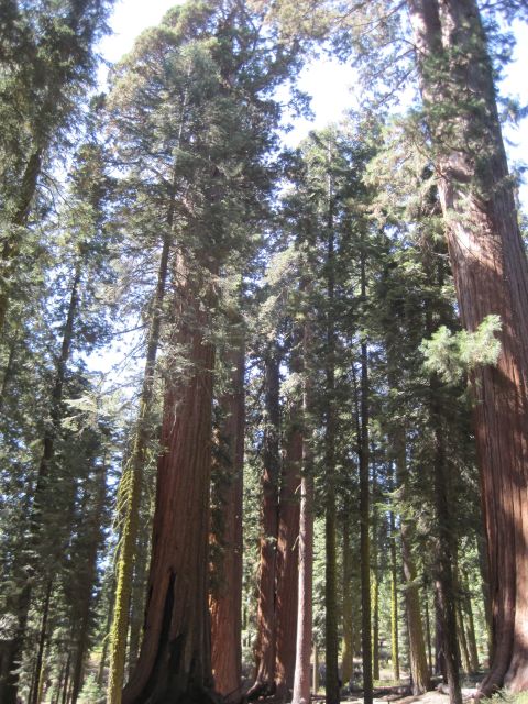 1989 Ford Bronco - A dense forest of giant redwood trees with sunlight filtering through the branches.