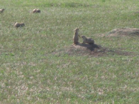 1982 Ford Bronco - Several prairie dogs are visible in their natural habitat, with two interacting on a mound.