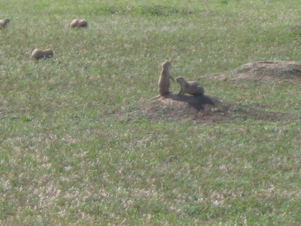 Prairie dogs on mounds in a grassy field