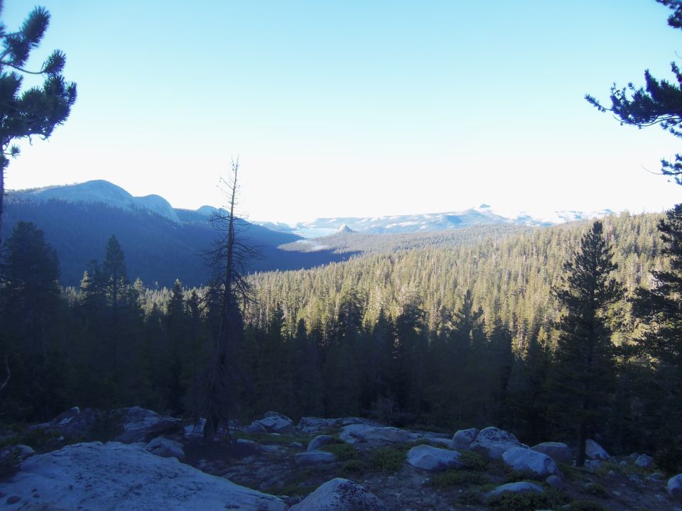 Mountain landscape with pine forest and rocky foreground