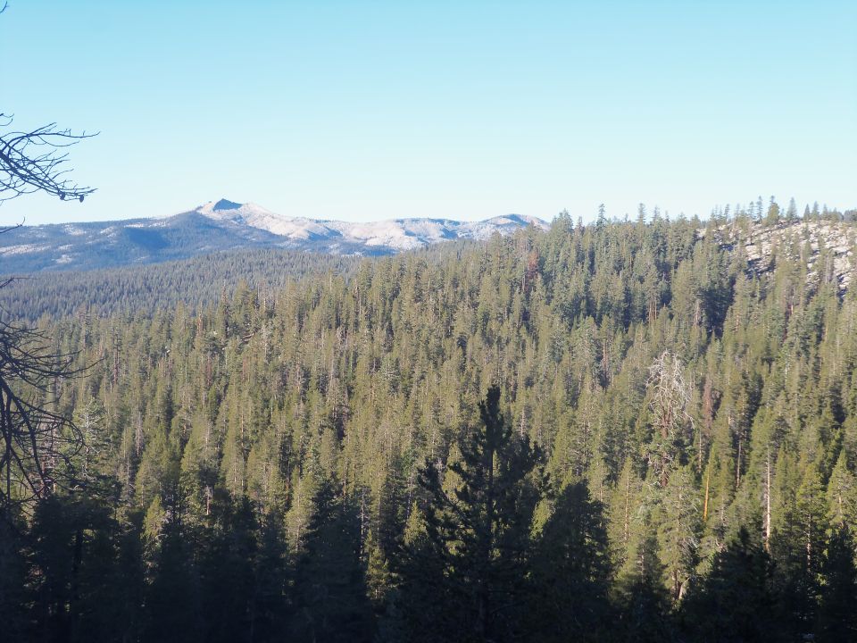 Forest and mountains under a clear blue sky