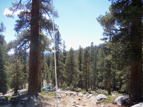 1968 Ford Bronco - Off-road vehicle on a trail surrounded by tall pine trees under a clear blue sky.