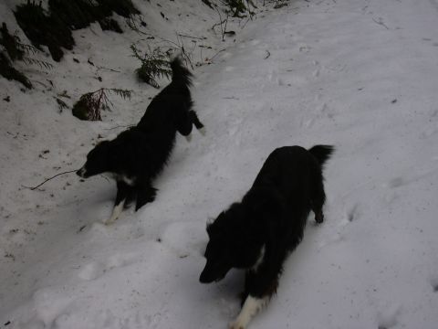 1991 Ford Bronco - Two dogs are playing in the snow on a winter day.