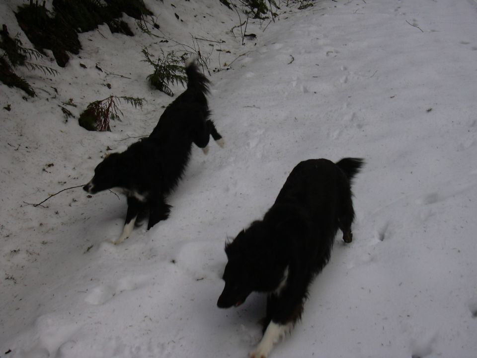 Two black and white dogs run through a snowy landscape with trees in the background