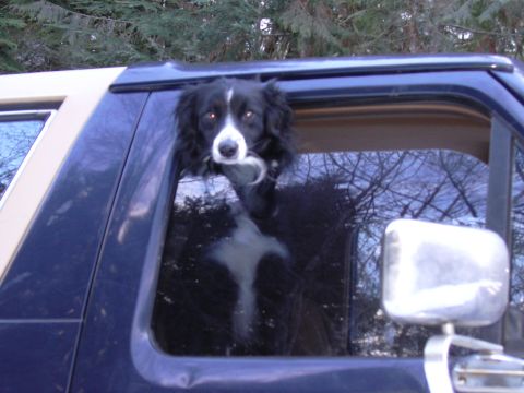 1991 Ford Bronco - A dog peers out of a vehicle's window on a cloudy day.