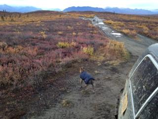 1990 Ford F-250 - A dog in a coat walks down a muddy road in a vast, autumnal landscape with mountains in the distance.