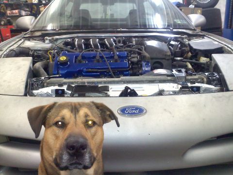 1993 Ford Probe - A dog poses in front of a 1993 Ford Probe with its engine exposed.